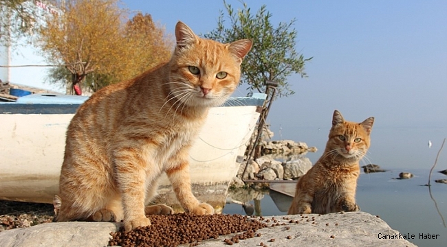 Nilüfer&#039;de sokak hayvanları yalnız değil