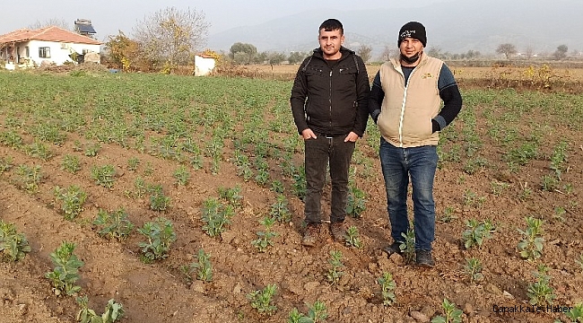 Ödemiş&#039;te bakla boy verdi, bezelye ekimleri sürüyor