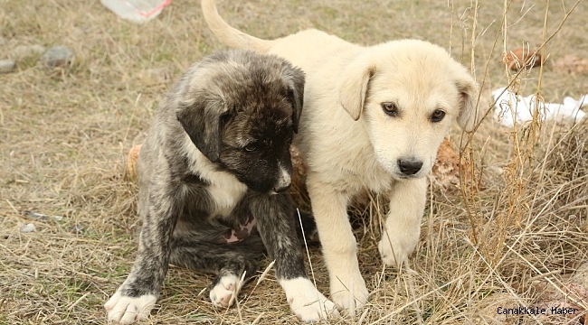 Odunpazarı Belediyesi hayvan dostu çalışmalarına devam ediyor