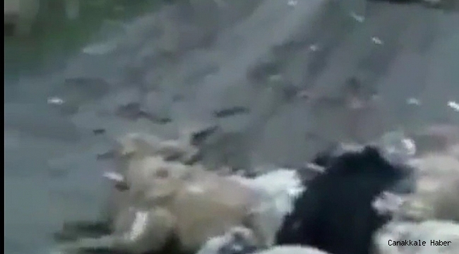 Onlarcasını öldürüp Bursa ormanlarına attılar