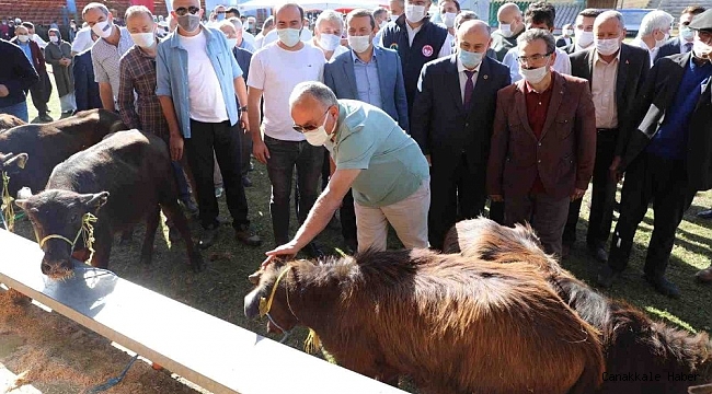 Ordu&#039;da hayvancılık yüz güldürüyor