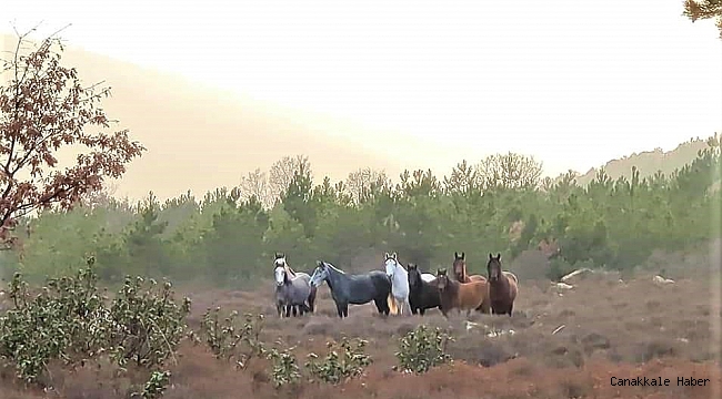 Orman görevlisi denetimde karşısına çıkan yabani atları ölümsüzleştirdi