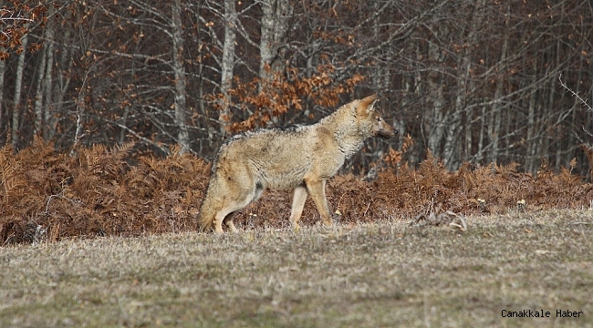 Ormanya&#039;da tedavi edilen dişi kurt doğaya geri salındı