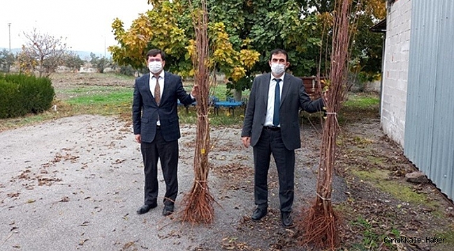 Osmaniye&#039;de çiftçilere vişne fidanı dağıtıldı