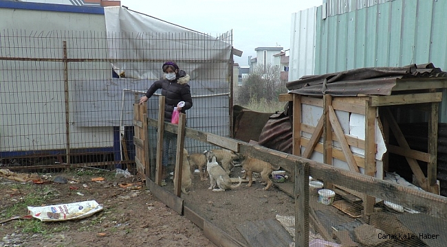 Otomobil çarpan köpeğin yardımına diğer köpekler koştu