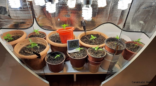 Özel düzenek kurup, kenevir yetiştirilen eve operasyon