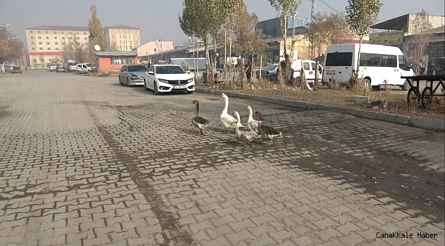Pandemiden dolayı dışardan almak istemediği kazları sanayi sitesine kurduğu çiftlikte besliyor