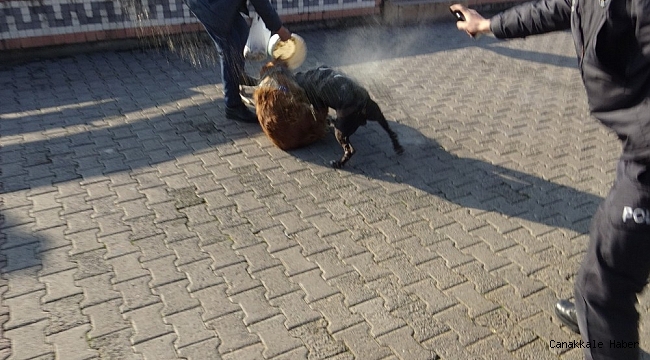 Pitbullu kavgayı polis biber gazıyla ayırmaya çalıştı