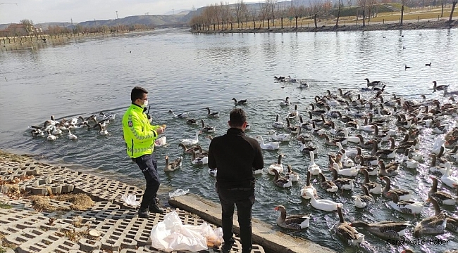 Polis ekipleri Kızılırmak&#039;ta bulunan kaz ve ördekleri besledi