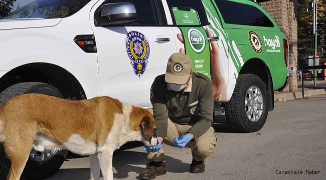 Polis ve hayvanseverler sokak hayvanları için sokaklarda