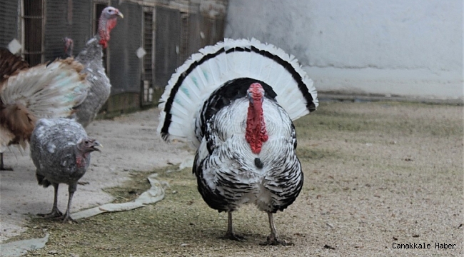 Renkleri ve güzellikleri hindileri yıl başında kesilmekten kurtardı