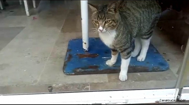 Restoranda mahsur kalan kediyi kapı altından beslediler