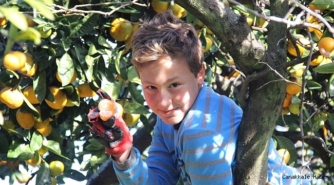 Rize mandalinası tescilleniyor