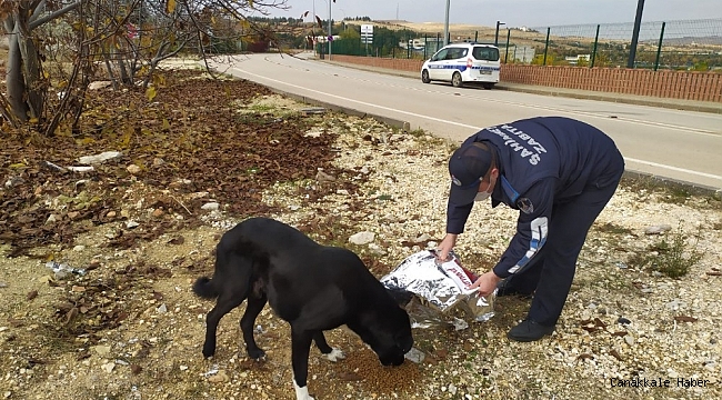 Şahinbey&#039;de sokak hayvanları için yem ve mama bırakılıyor