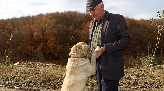 Sahiplendirilen hayvanlar yeni yuvalarında