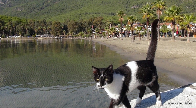 Sakin kent kedi ve köpeklere kaldı