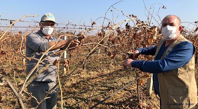 Salihli Ovası&#039;nda bağlar budanıyor