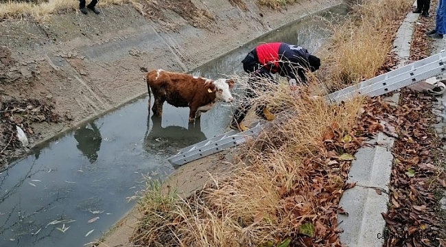 Şamran Kanalı&#039;na düşen inek kurtarıldı