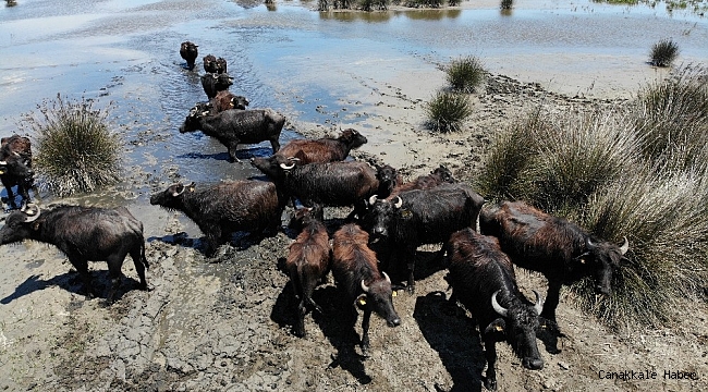 Samsun manda popülasyonunda Türkiye&#039;de zirvede yer alıyor