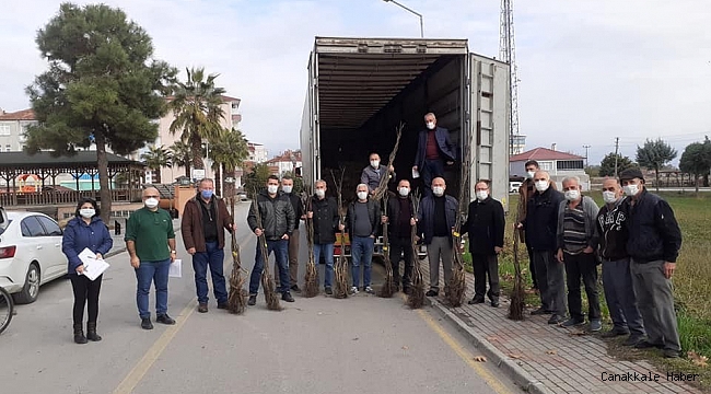 Samsun'da kapama ceviz bahçeleri artıyor