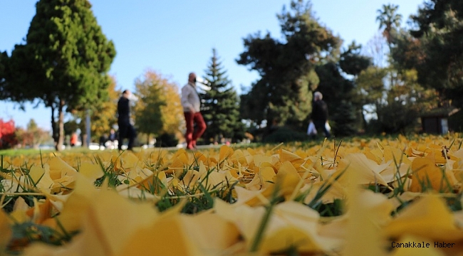 Samsun&#039;da yaprak dökümü