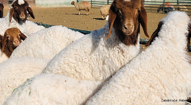 Şanlıurfa&#039;da 37 bin 200 kuzu annesiyle buluştu