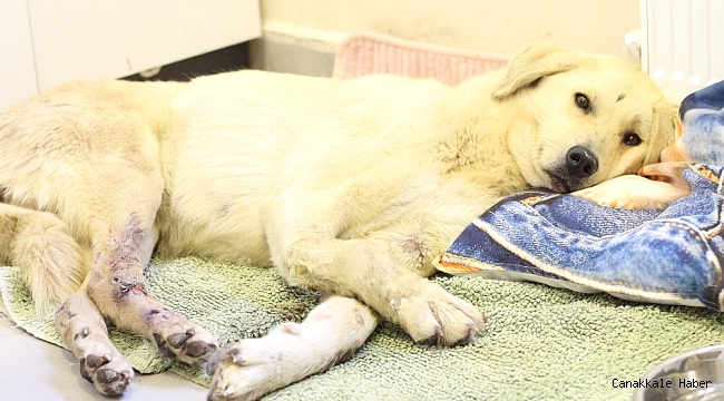 Şans köpeğin yüzlerce kilometrelik iyileşme yolculuğu