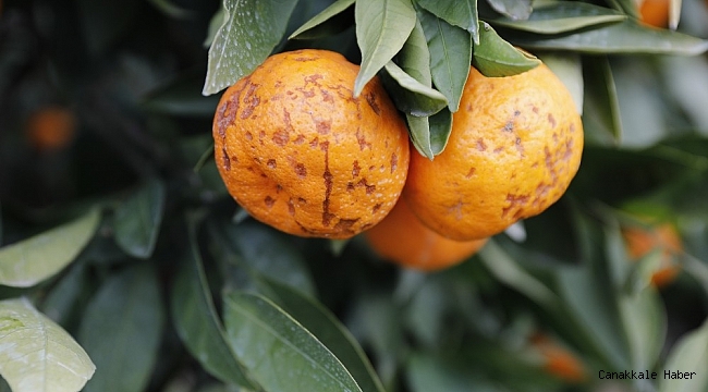 Seferihisar&#039;da tonlarca mandalinayı sağanak vurdu, mantar hastalığı oluştu