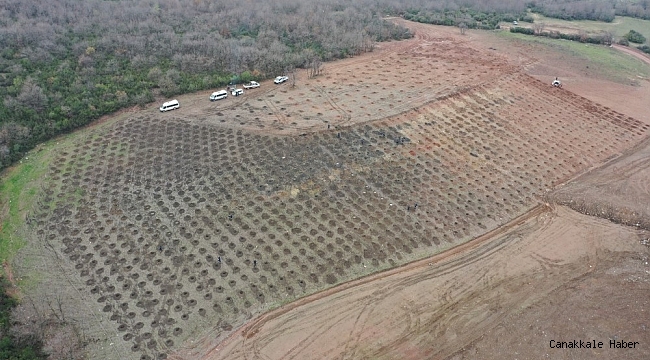 Sepetçi dolgu alanına bin 600 ağaç dikilecek