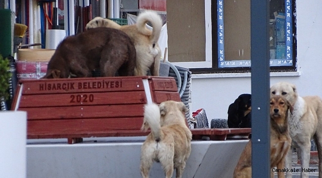 Sessiz sokaklarda köpek egemenliği