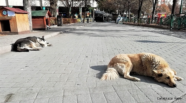 Sessiz sokaklarda uyku keyfi