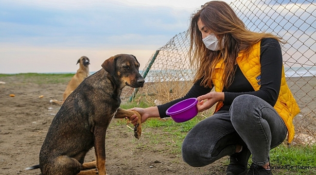 Sessizliğe bürünen sahillerde sokak köpekleri beslendi