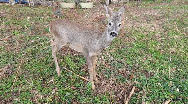 Sevgiyle yaklaştığı Karaca&#039;yı eliyle besledi