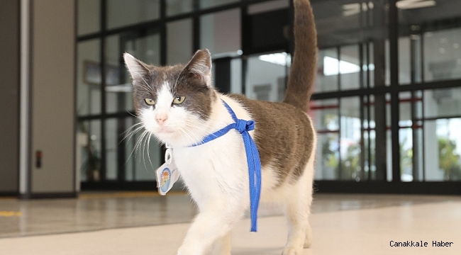 Sevimli kedi belediyenin maskotu oldu