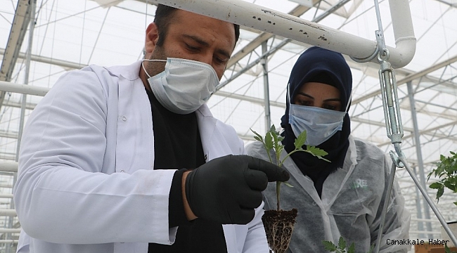 Sibirya soğuklarında domates üretilecek