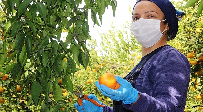 Sıcak havalar Bodrum mandalinasını vurdu