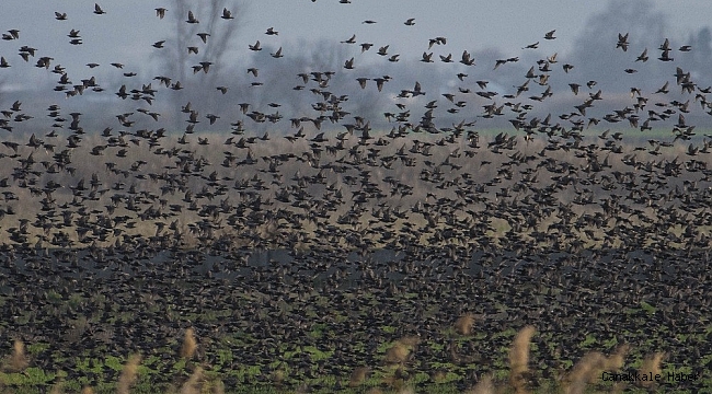Sığırcık kuşlarından görsel şölen