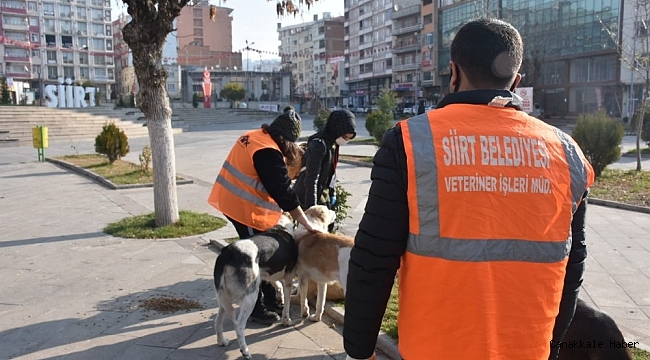 Siirt Belediyesinden Adres Sizden Mama Bizden Projesi
