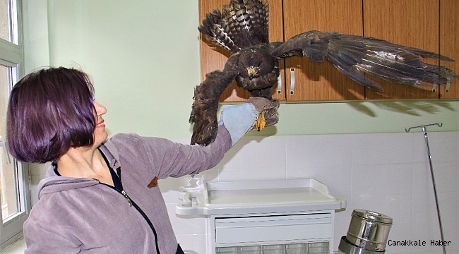 Silahla vurulan kartal kurtuldu, atmaca ise telef oldu