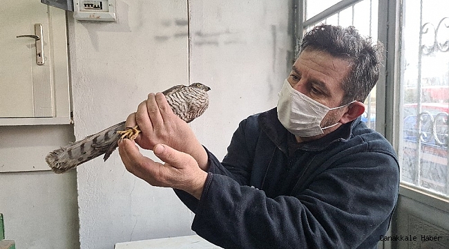 Silahla yaralanan atmaca tedavi altına alındı