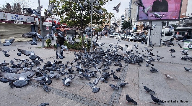 Silivri'de aç kalan güvercinleri polis besledi
