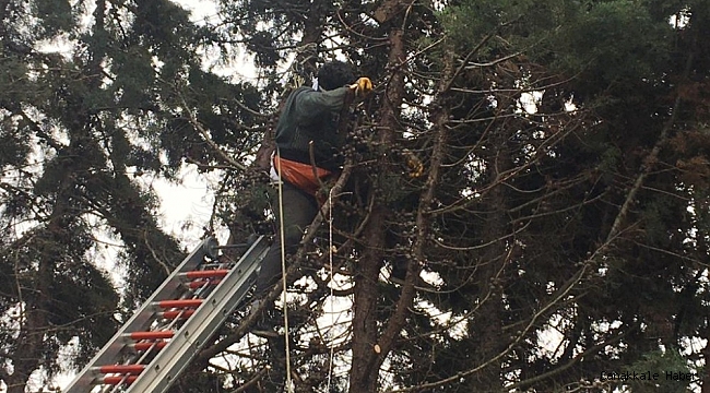 Silivri'de ağaç budamaya çıkan işçi elektrik akımına kapıldı