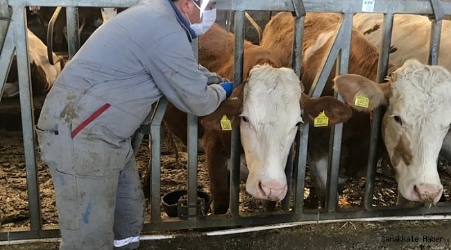 Simav&#039;da 120 bin hayvan aşılandı