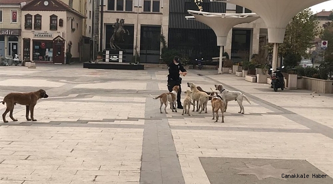Sındırgı sokakları sokak hayvanlarına kaldı