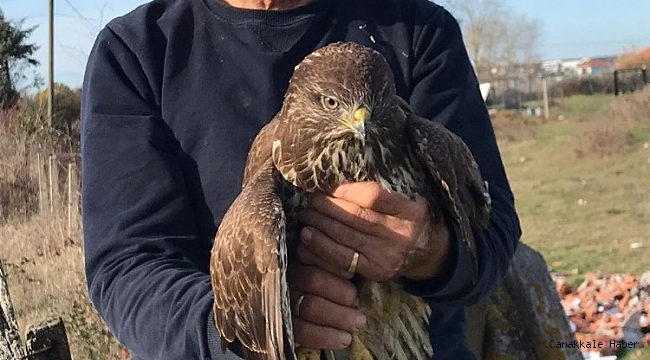 Sinop&#039;ta avcıların vurduğu doğan tedavi edildi