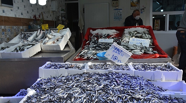 Sinop'ta balık çok, alan yok