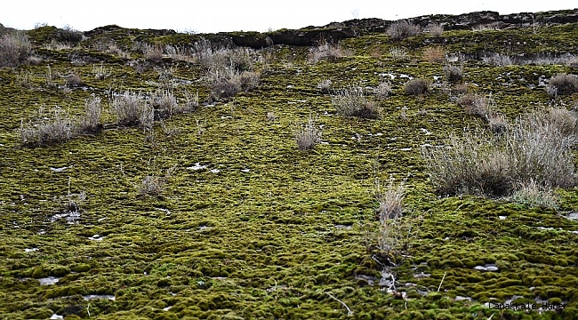 Şırnak&#039;ta yosunlar dağları kapladı