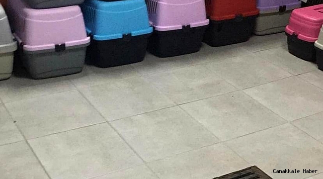 Şişli'de baskın yapılan adreste 9'u yavru 57 kedi bulundu