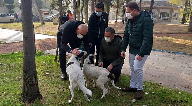 Sokağa çıkma kısıtlamasında Aydın'daki sokak hayvanları yalnız bırakılmadı