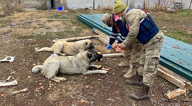 Sokağa çıkma kısıtlamasında jandarma ve polis ekmeğini sokak hayvanlarıyla paylaştı